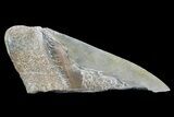 Partial Fossil Megalodon Tooth - Serrated Blade #89477-1